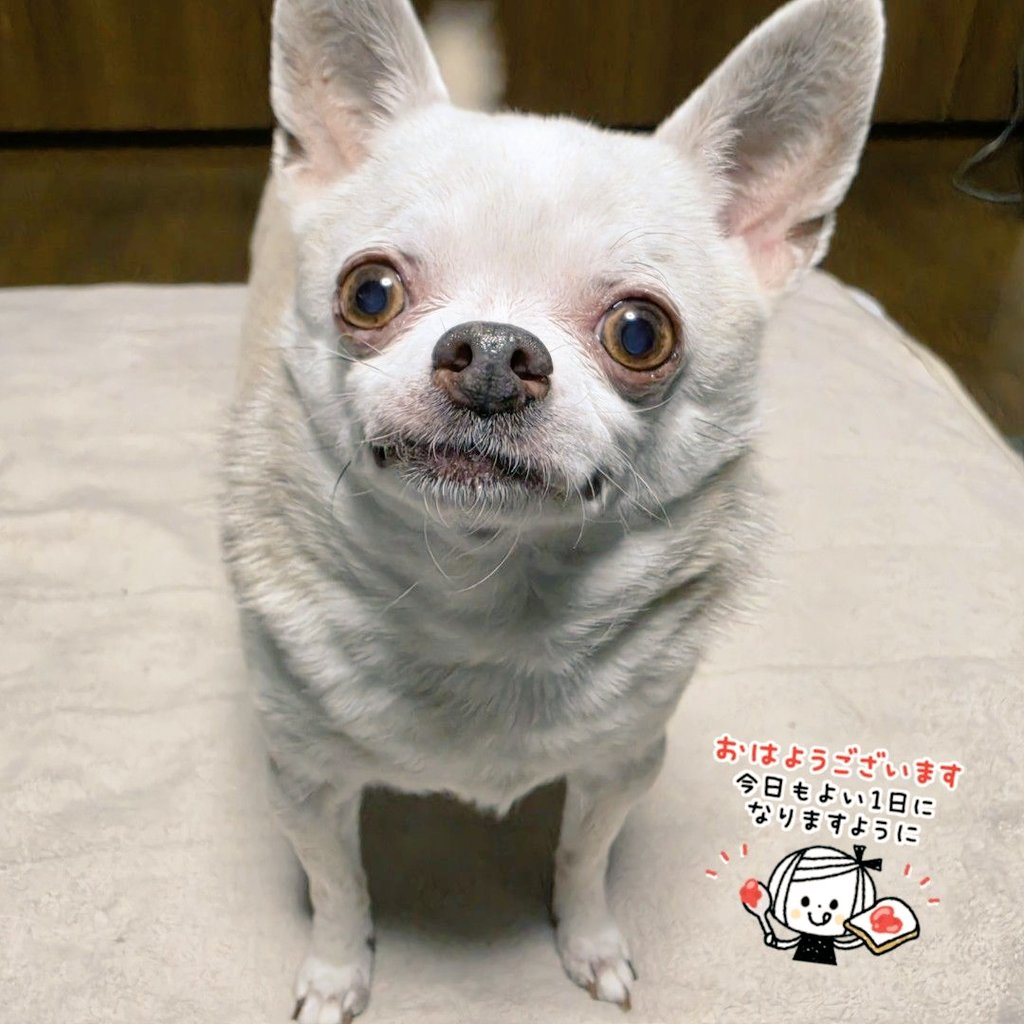 Hair Salon BLONDE Group tweet media