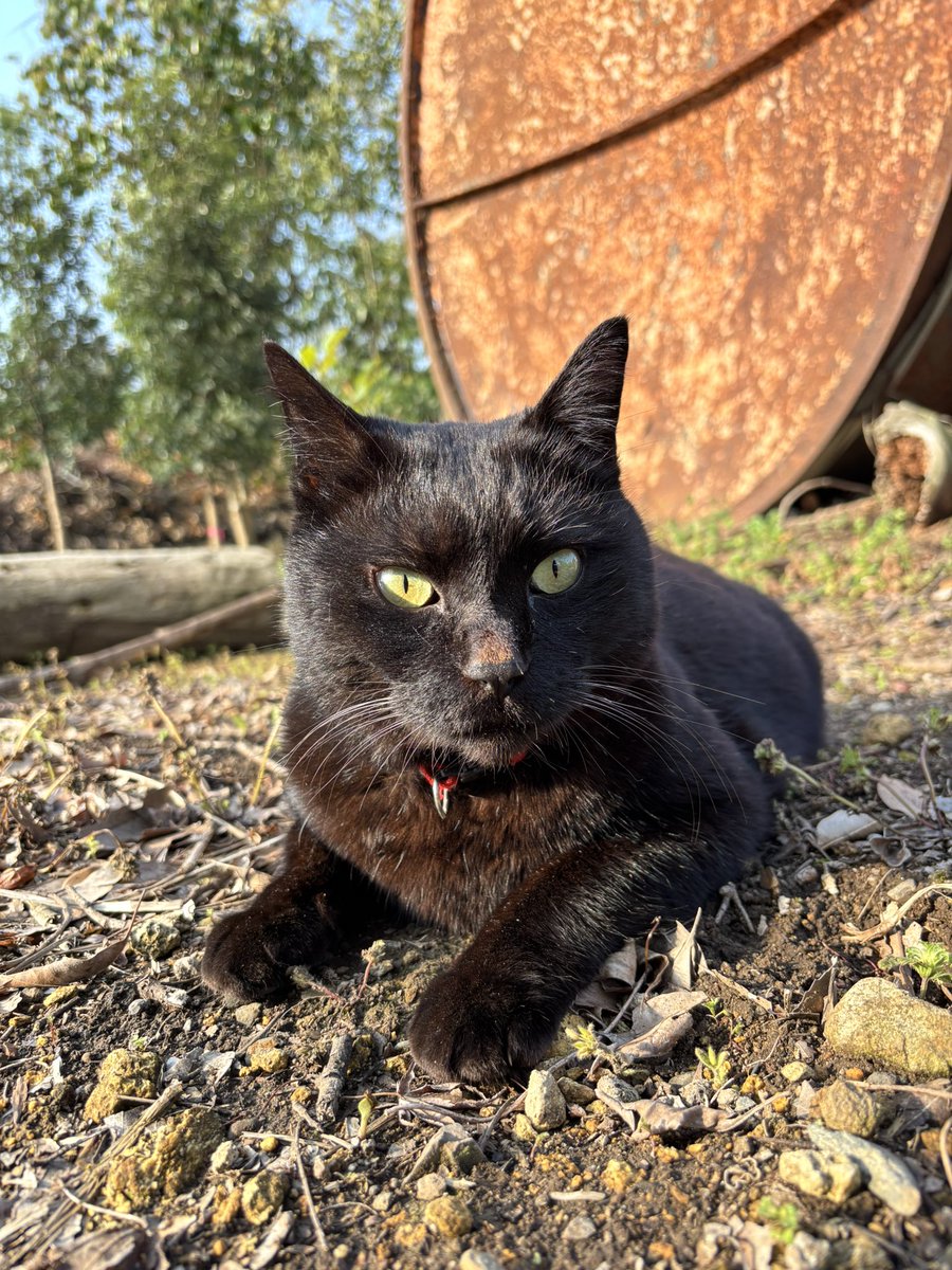 トラママ tweet media