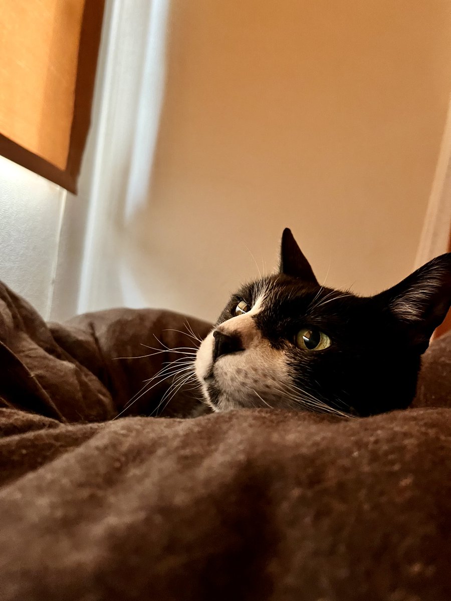 お母ちゃん🐾ᵕ̈こてつ🐾ᵕ̈ぜん🐾ᵕ̈ tweet media