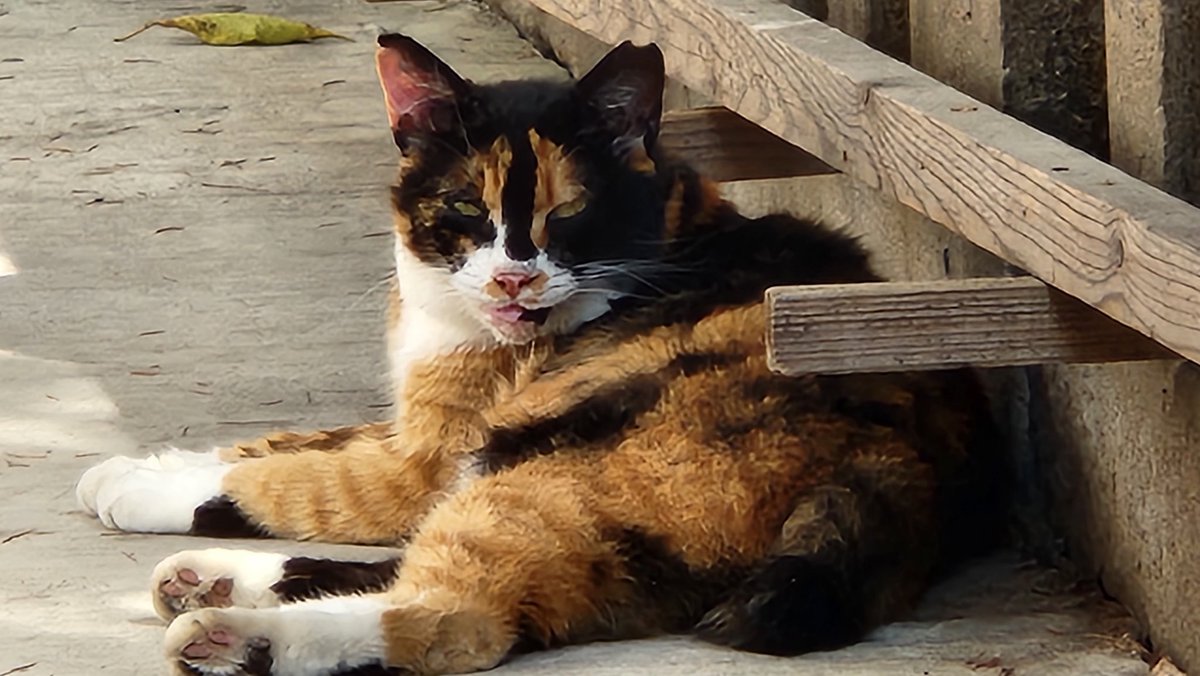 スナック　サクセス tweet media