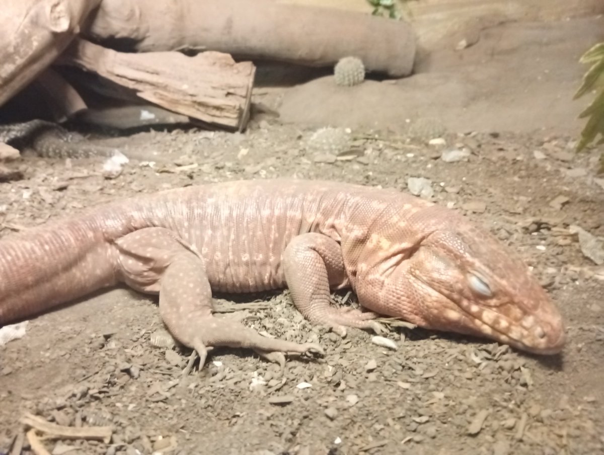 sunshain (? tweet media