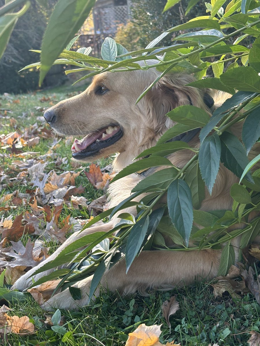 LadyValor tweet media