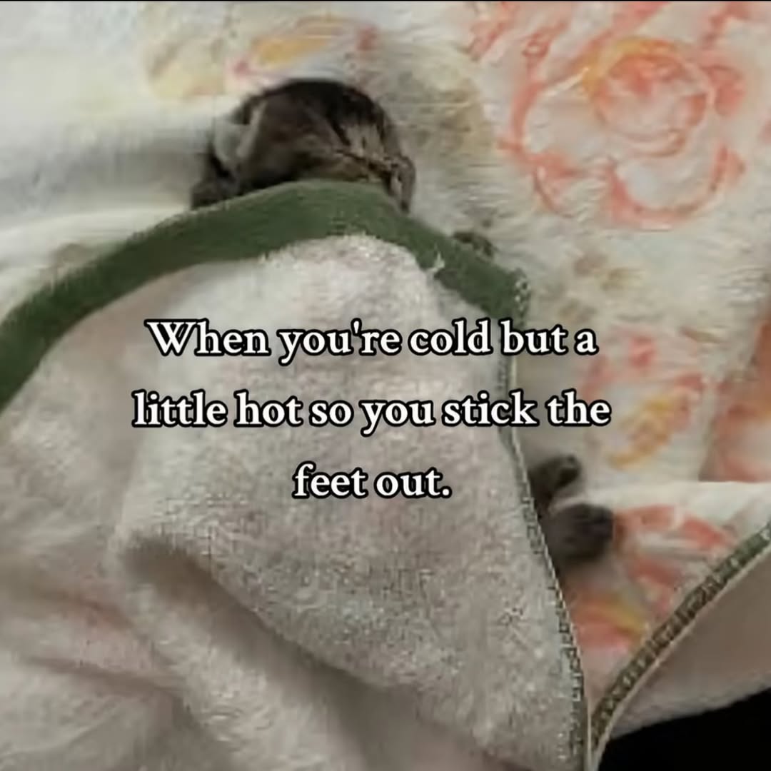 smol silly cat tweet media