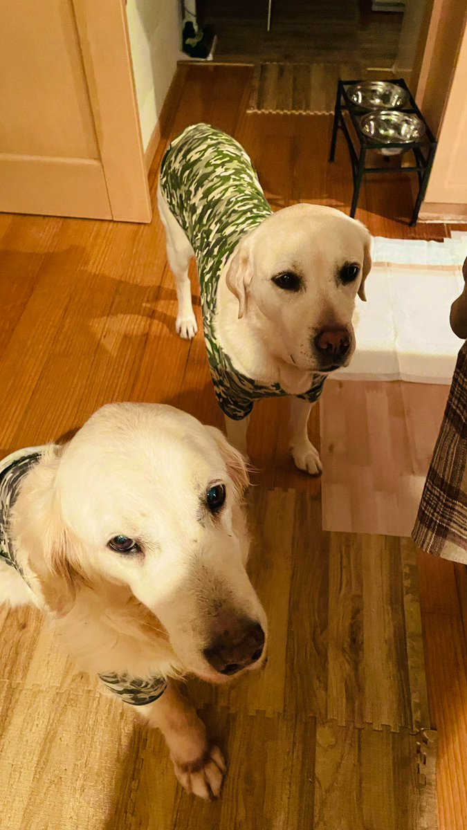 wan_kyan tweet media