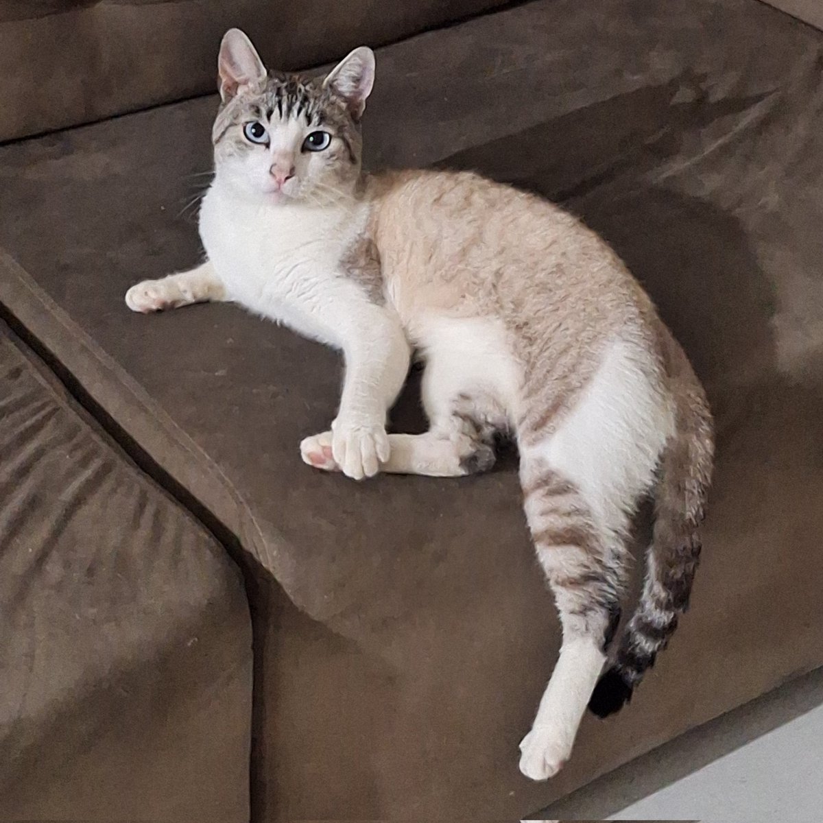 miguel demoley tweet media