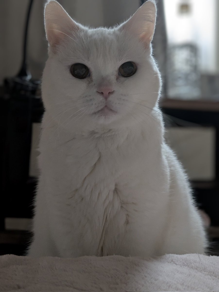 北大路公子 tweet media