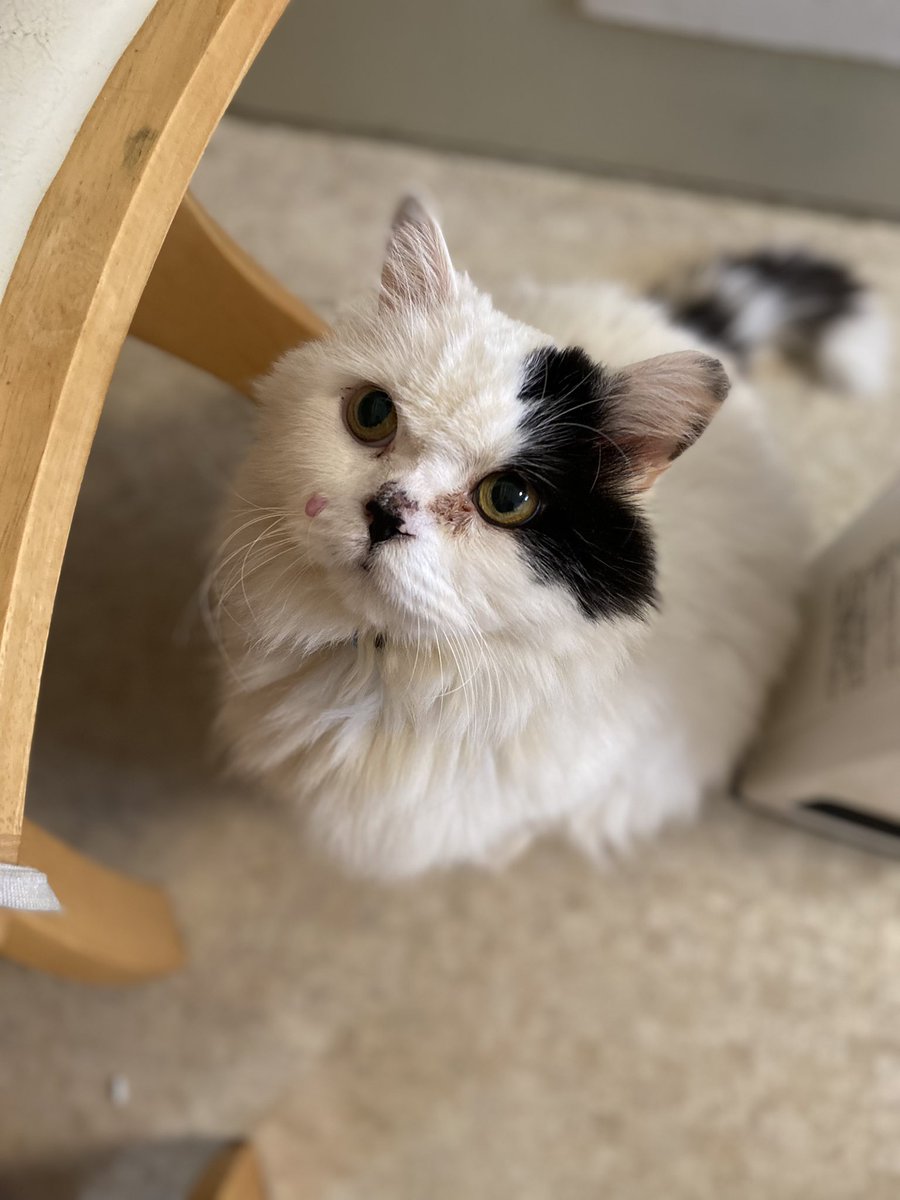 sono@is02101✴︎博物マニア4/11.12両日出展 tweet media