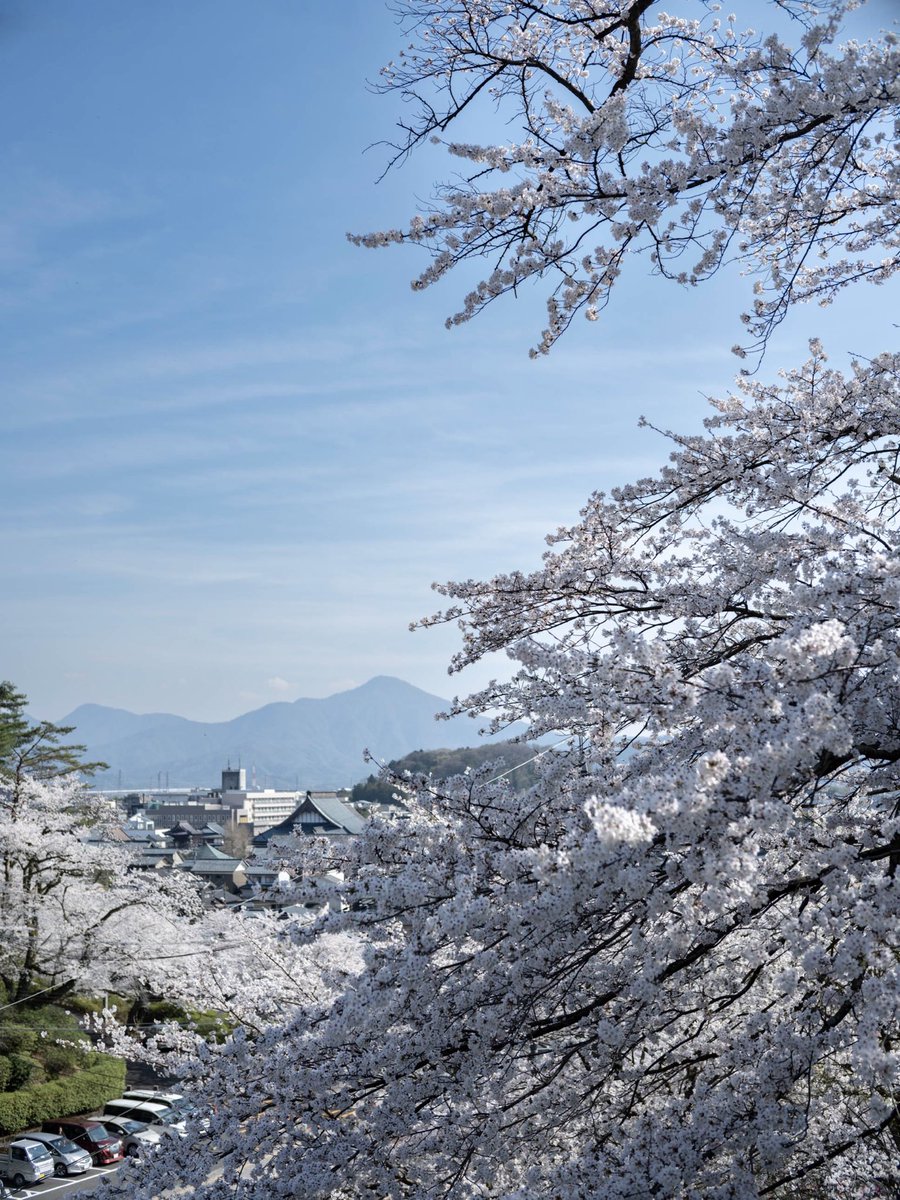 福井の桜
西山公園(鯖江)