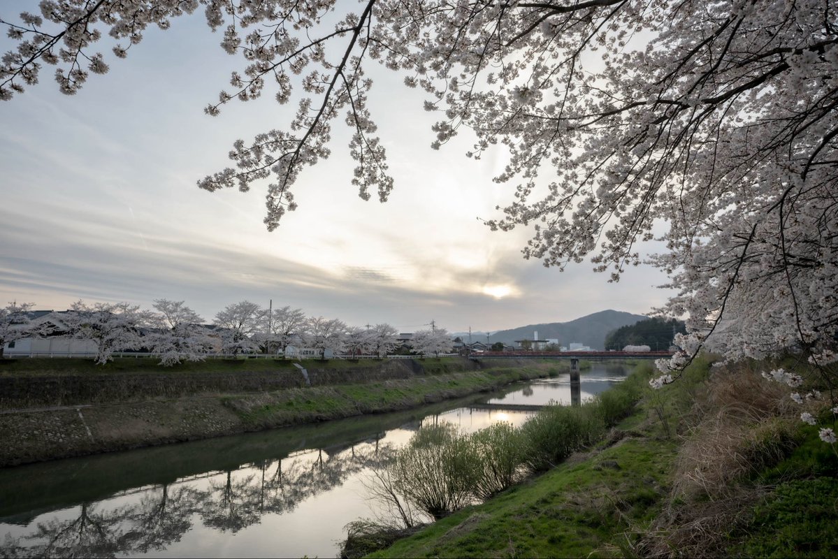 福井の桜
浅水川(鯖江)