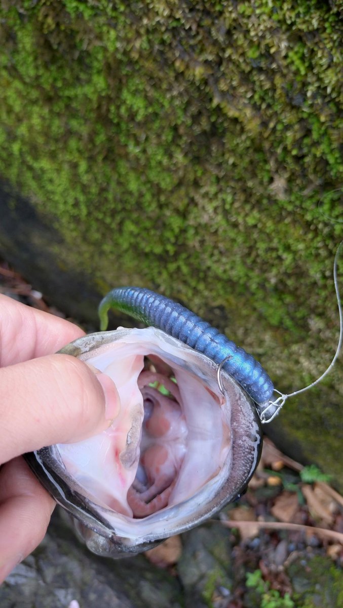 こしあん tweet media