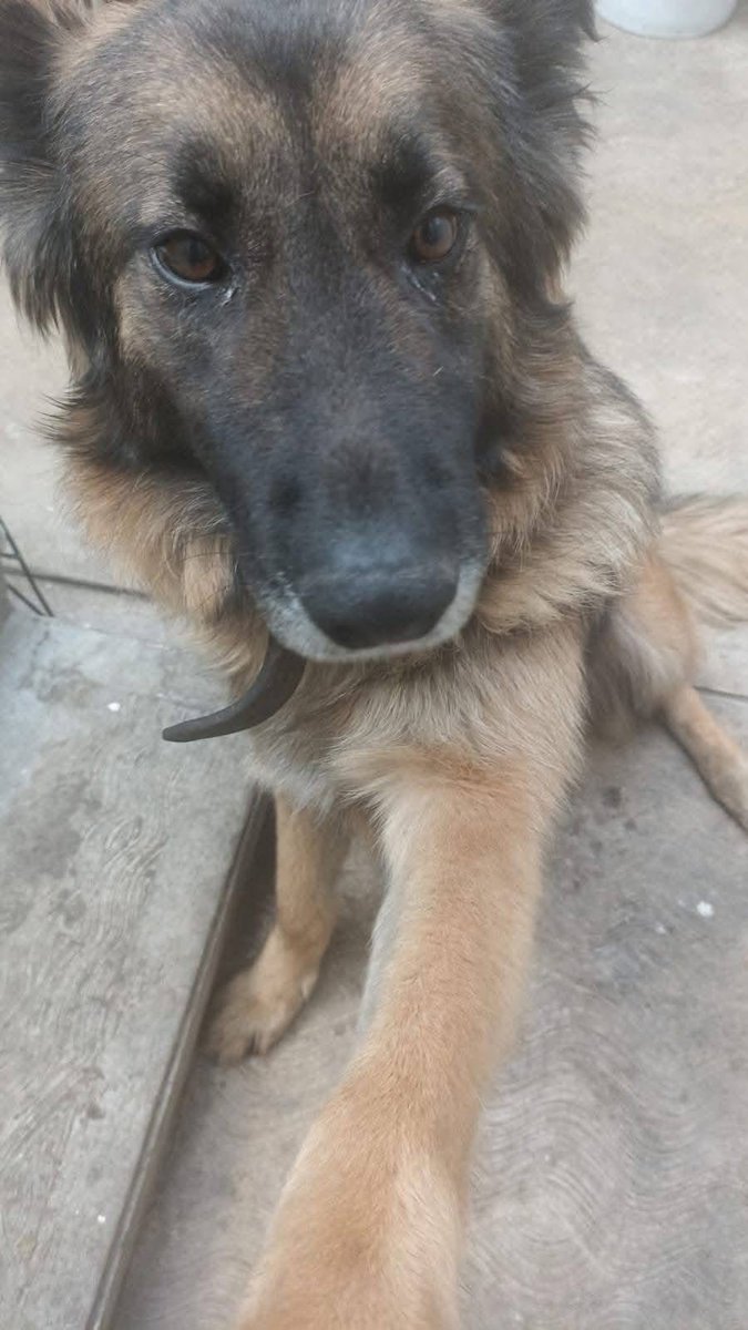 Rescate Animal tweet media