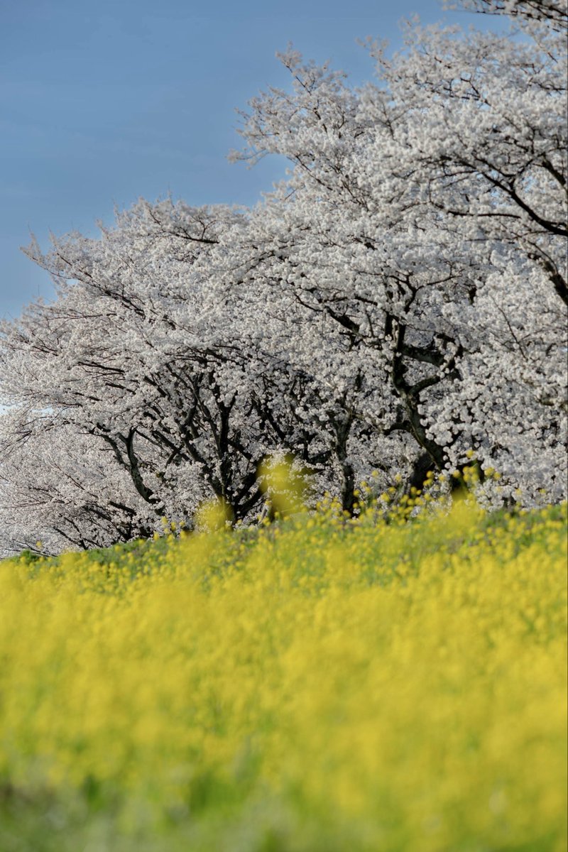 福井の桜
日野川(鯖江)