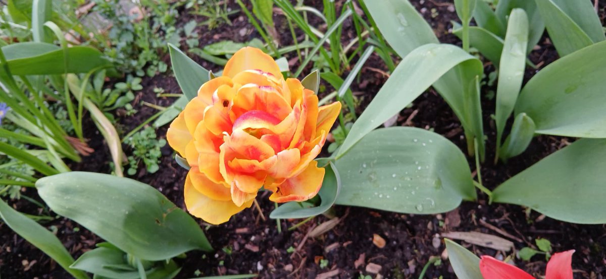 Ceremoniesbycolm.ie tweet media