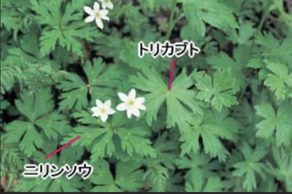 グリーン tweet media