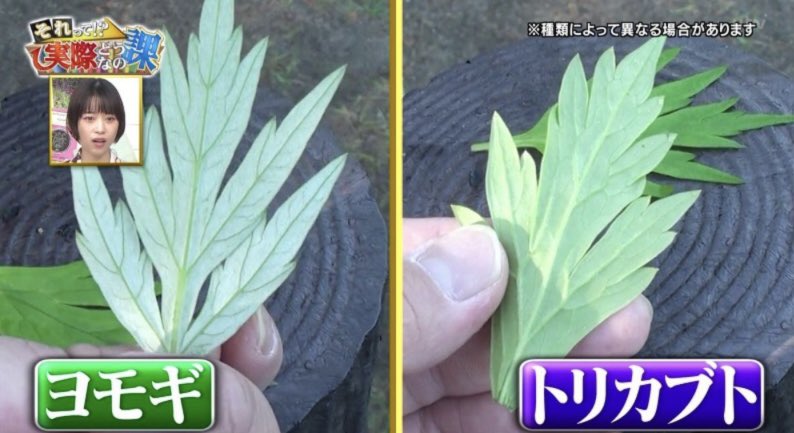 グリーン tweet media