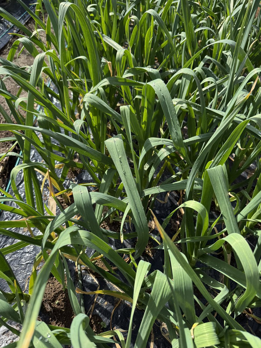 フーミンパパ☽チョコボ鯖Chris P'bacon温泉・湯治宿大好き tweet media