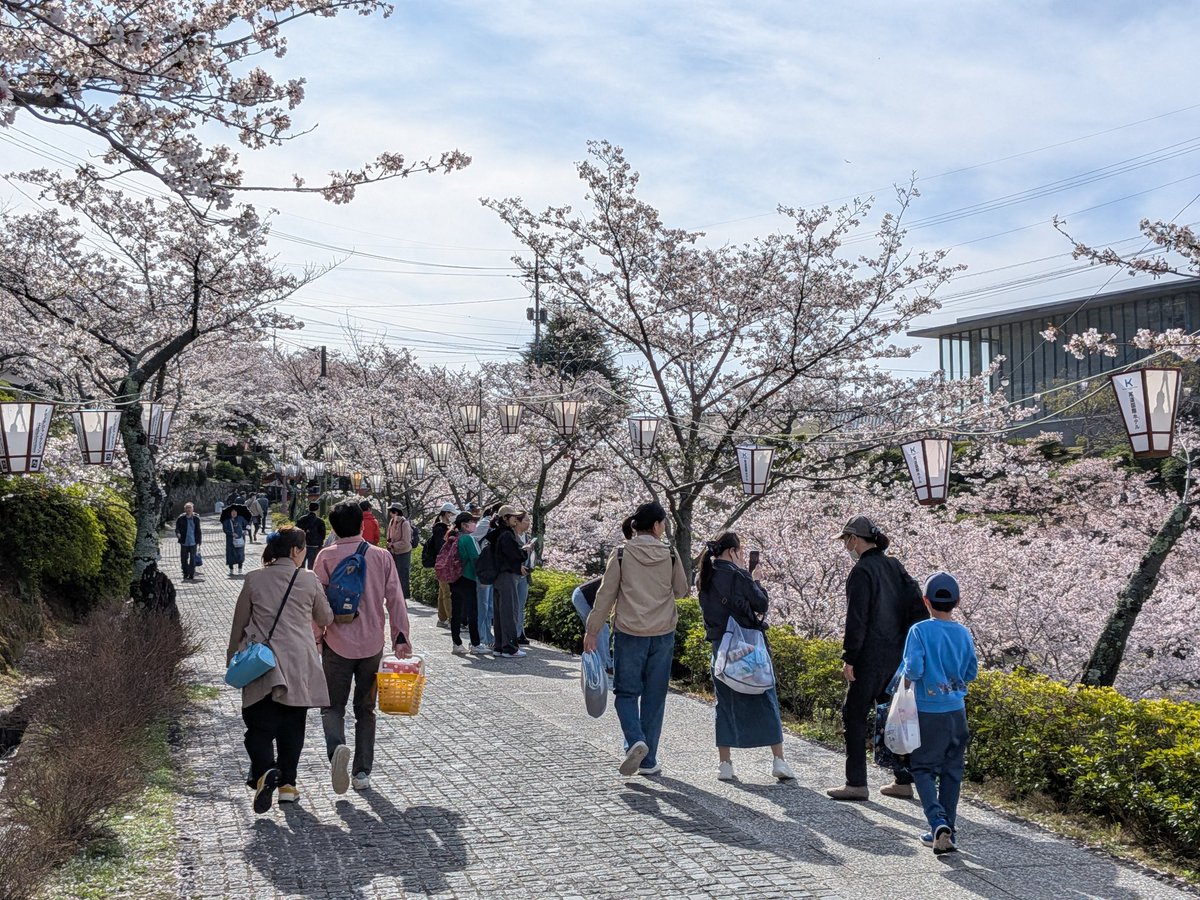🌸尾道観光協会[おのなび]（広島県） tweet media