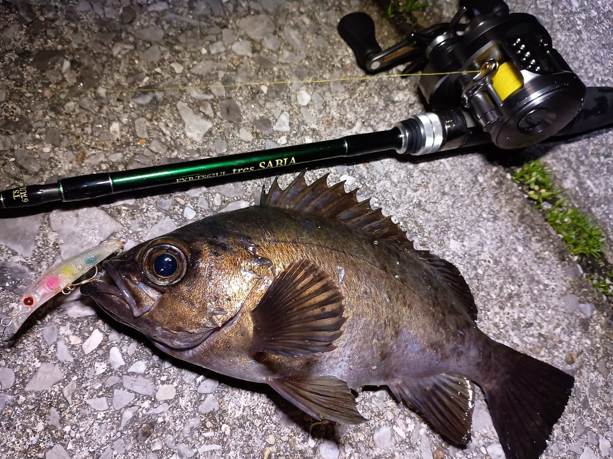 フリッパー tweet media