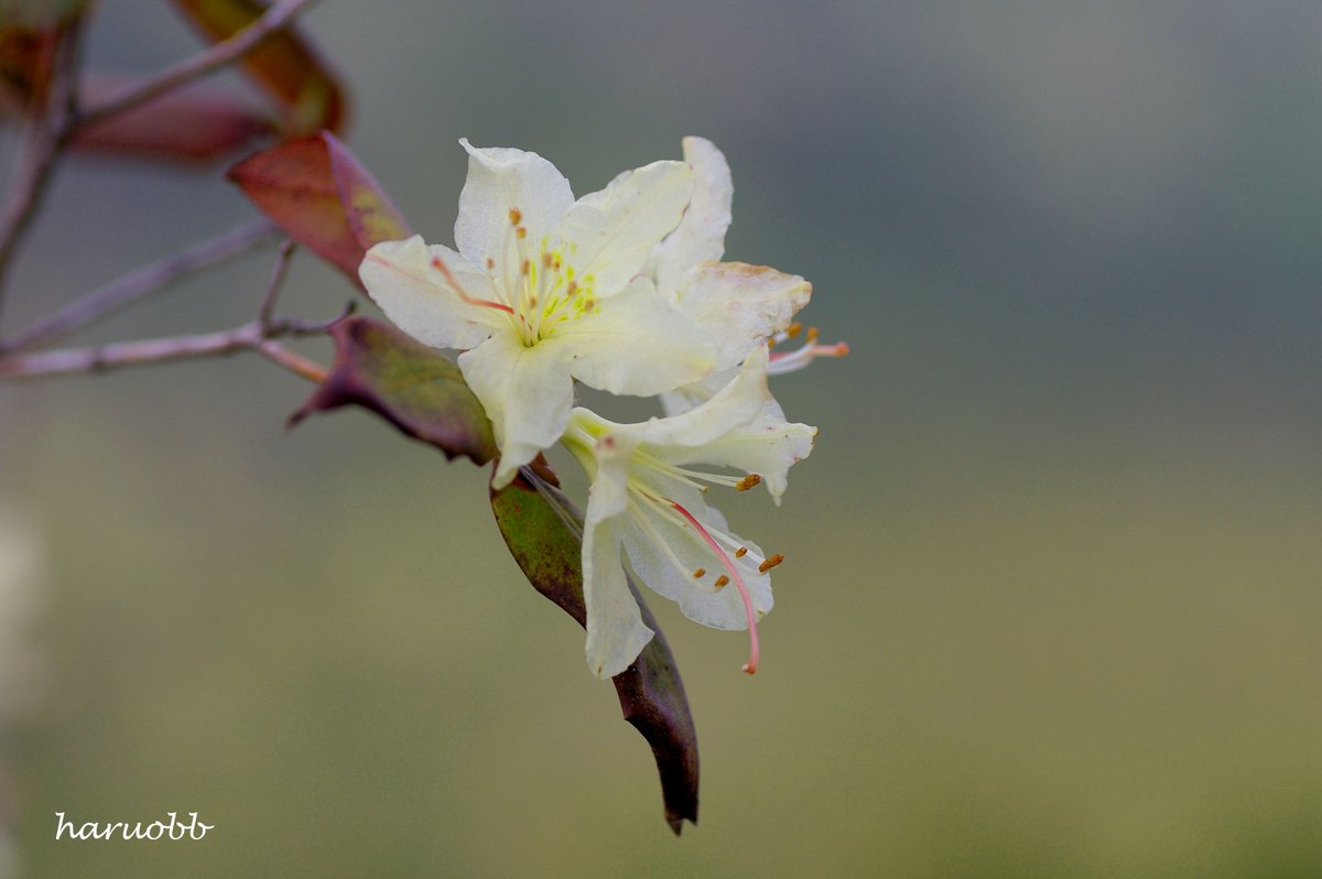 haruobb＠Photos tweet media