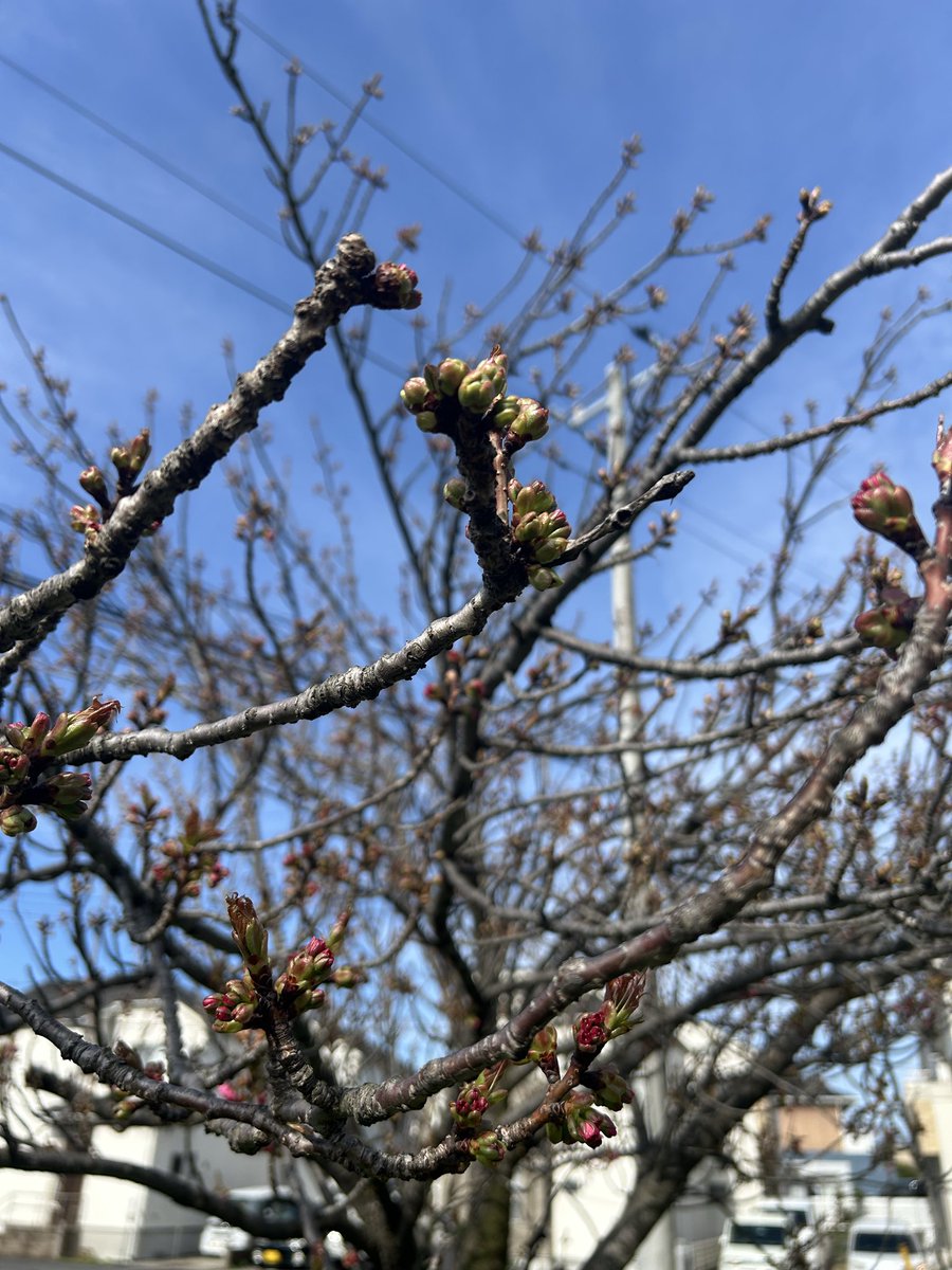 秘密基地moleと風來の森　管理人 tweet media