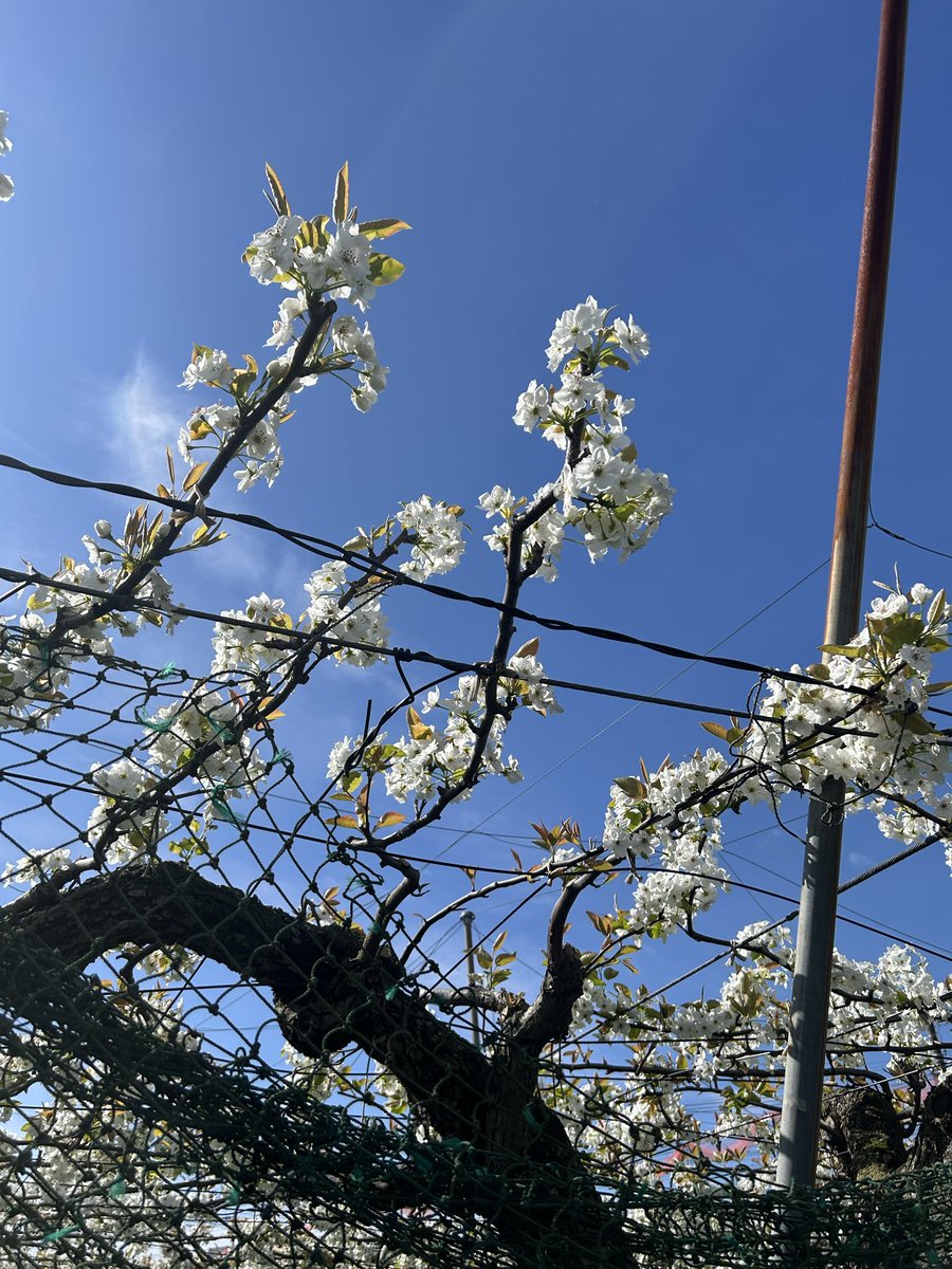 秘密基地moleと風來の森　管理人 tweet media