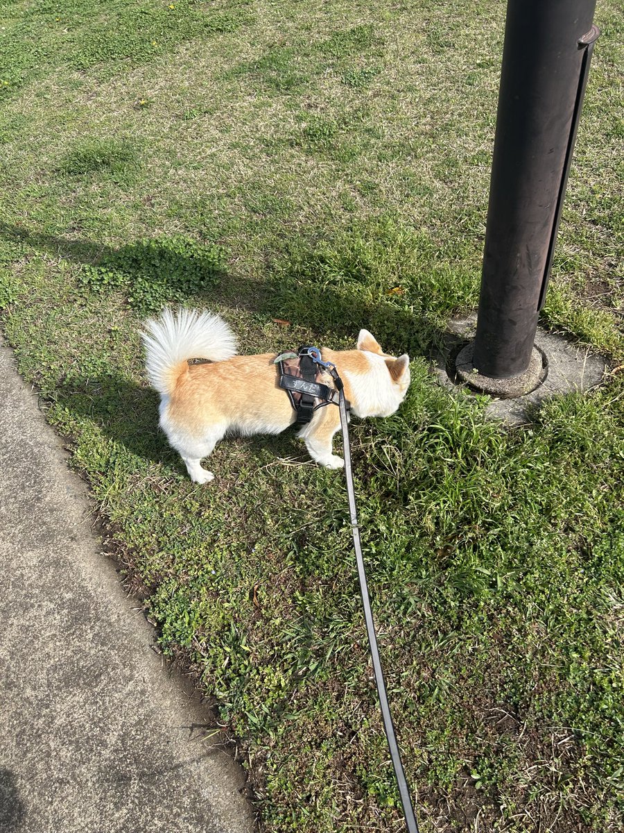 秘密基地moleと風來の森　管理人 tweet media