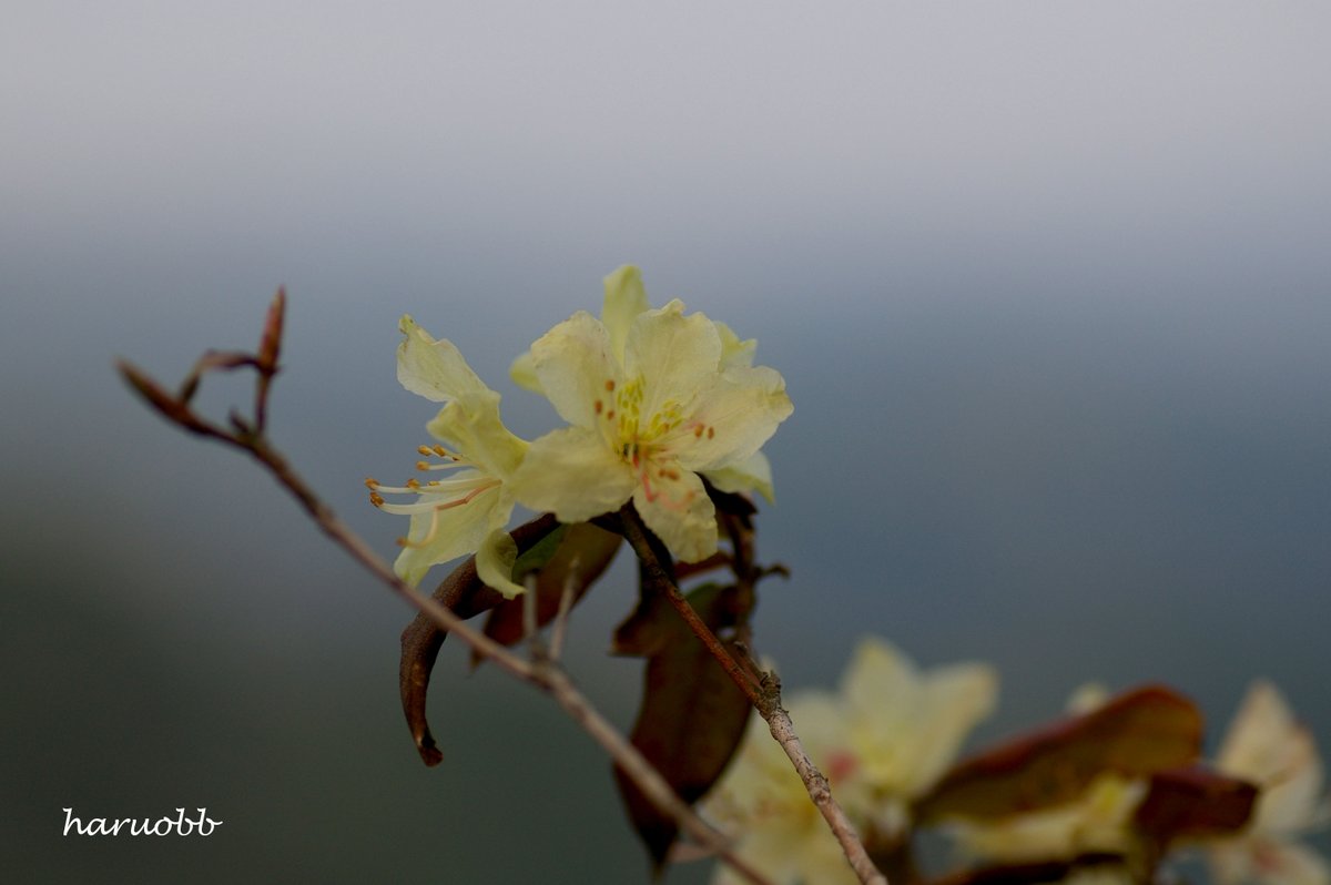 haruobb＠Photos tweet media