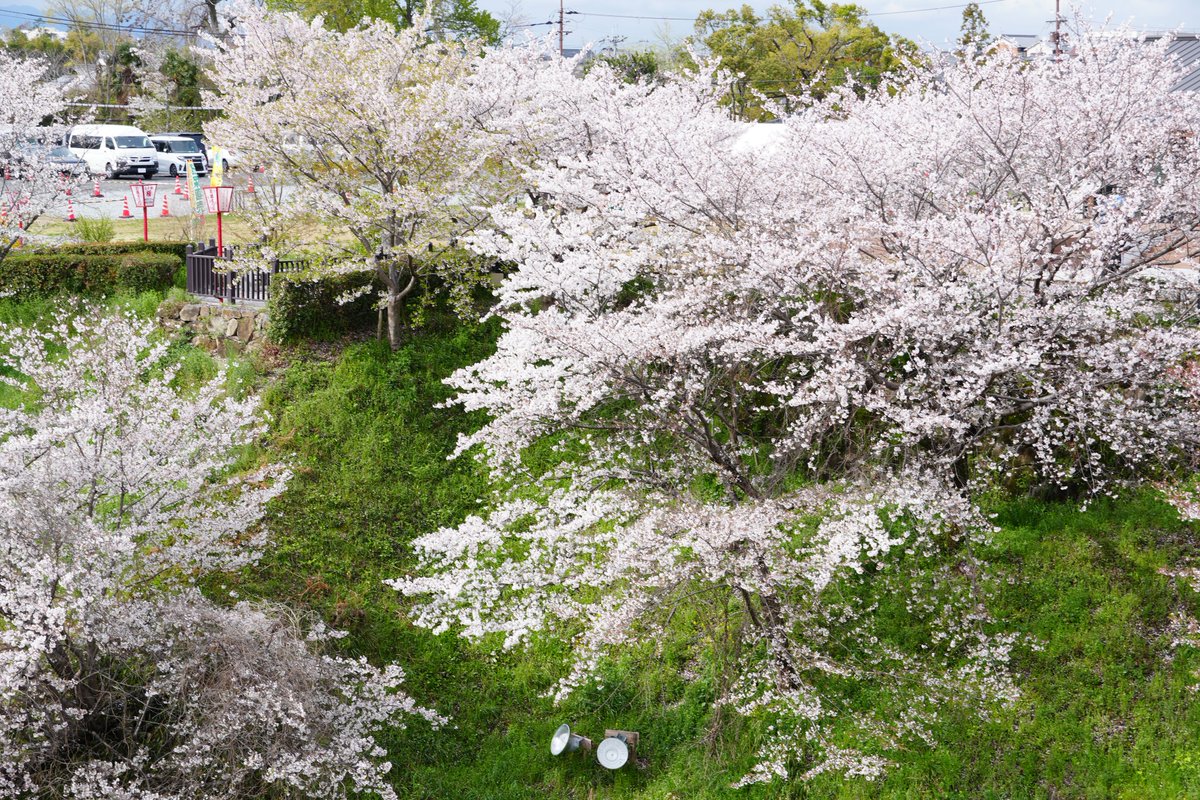 奈良 郡山城跡にやってきました
ここも桜満開です