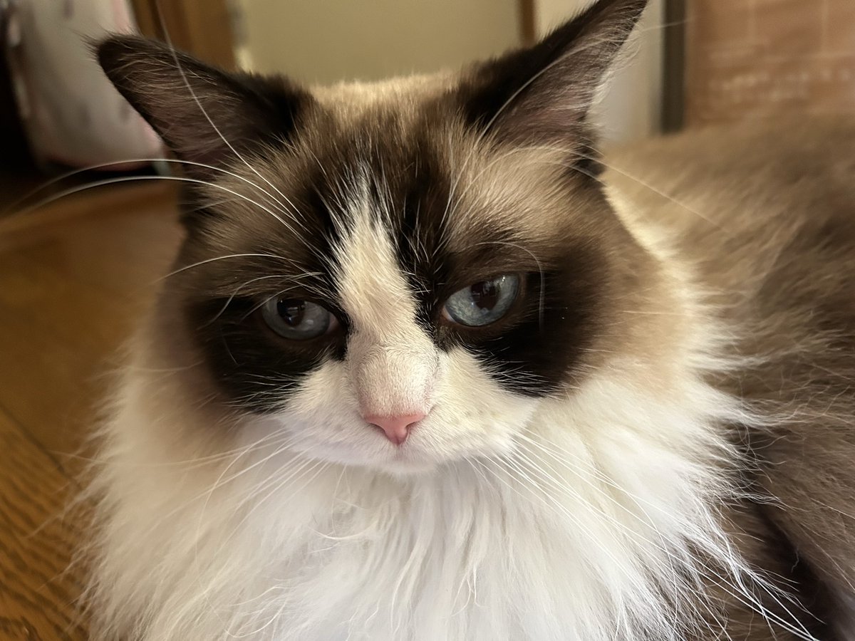 よっちゃこ tweet media