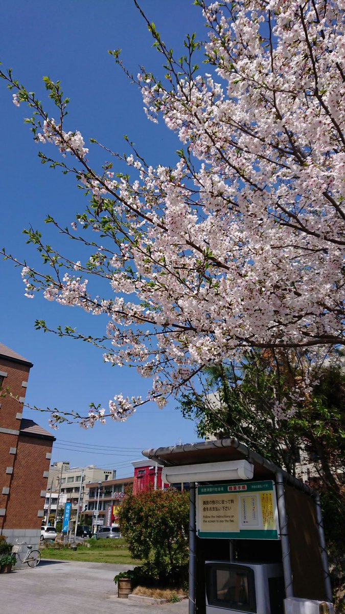 【本日のスタッフより】
当館駐車場から見える桜の写真です！
今日は天気もよく見頃ですね！(*´ω｀)
１枚目：3/27
２枚目：3/31
３枚目：4/3
４枚目：4/5
※駐車場内ですので撮影の際は車両の通行にご注意ください。