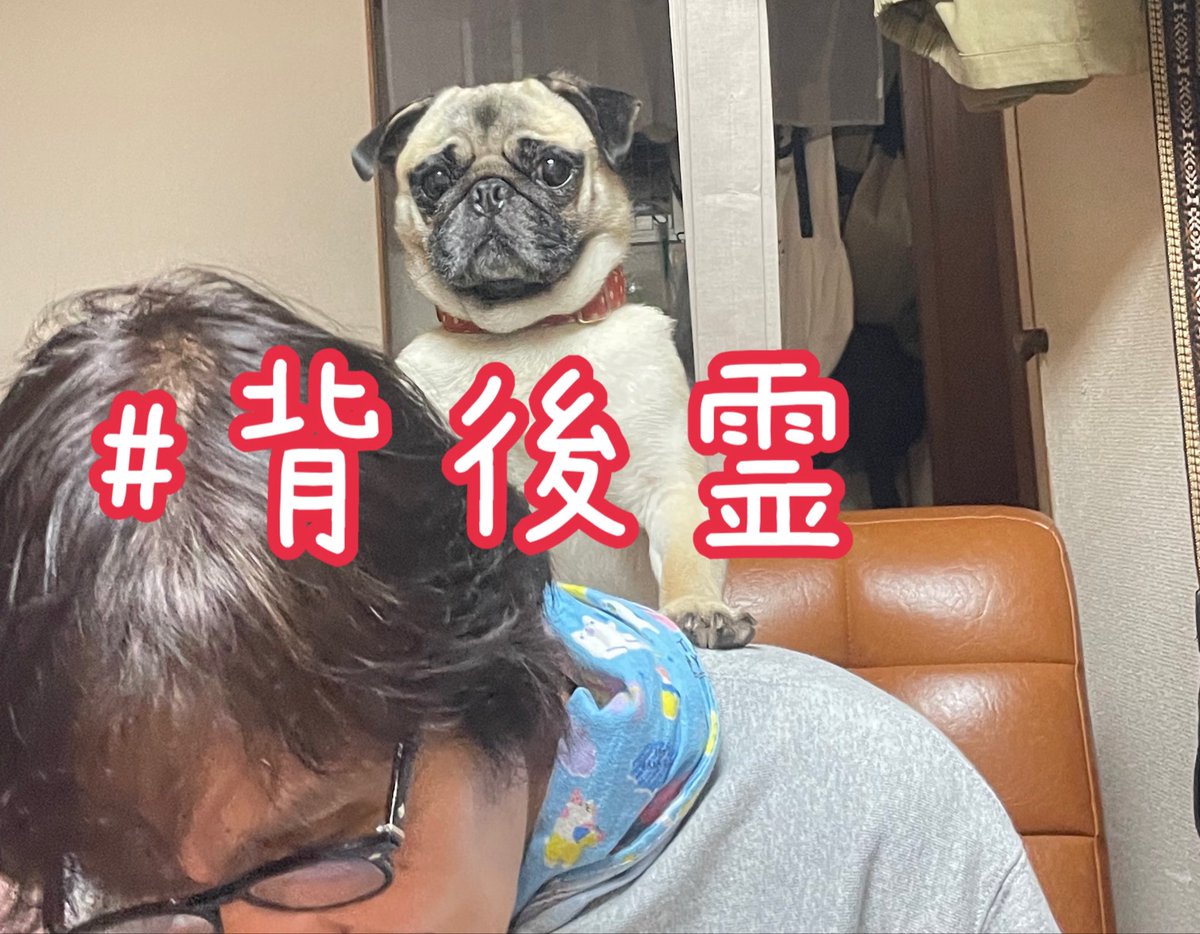 pugmog a.k.a.pokobitch tweet media