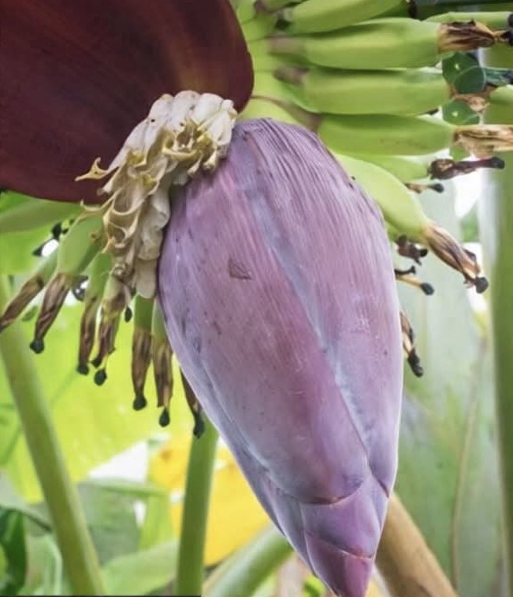 NutaniMan tweet media