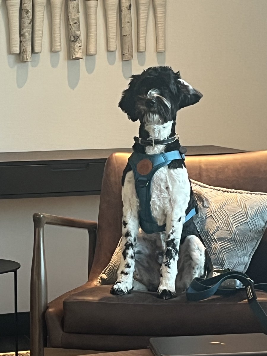 dannylugnut's tweet photo. ⁦@MarriottIntl⁩ good job Residence Inn Seattle Northgate on your pet policy. I came across Otis in the lobby patiently waiting for his human to get breakfast. Otis is a very good boy and made me happy. https://t.co/mtaQLNDbym