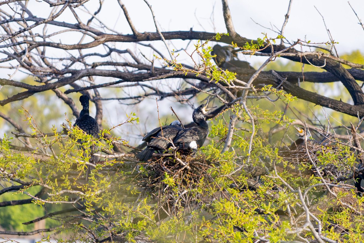 ｲﾂｷ tweet media