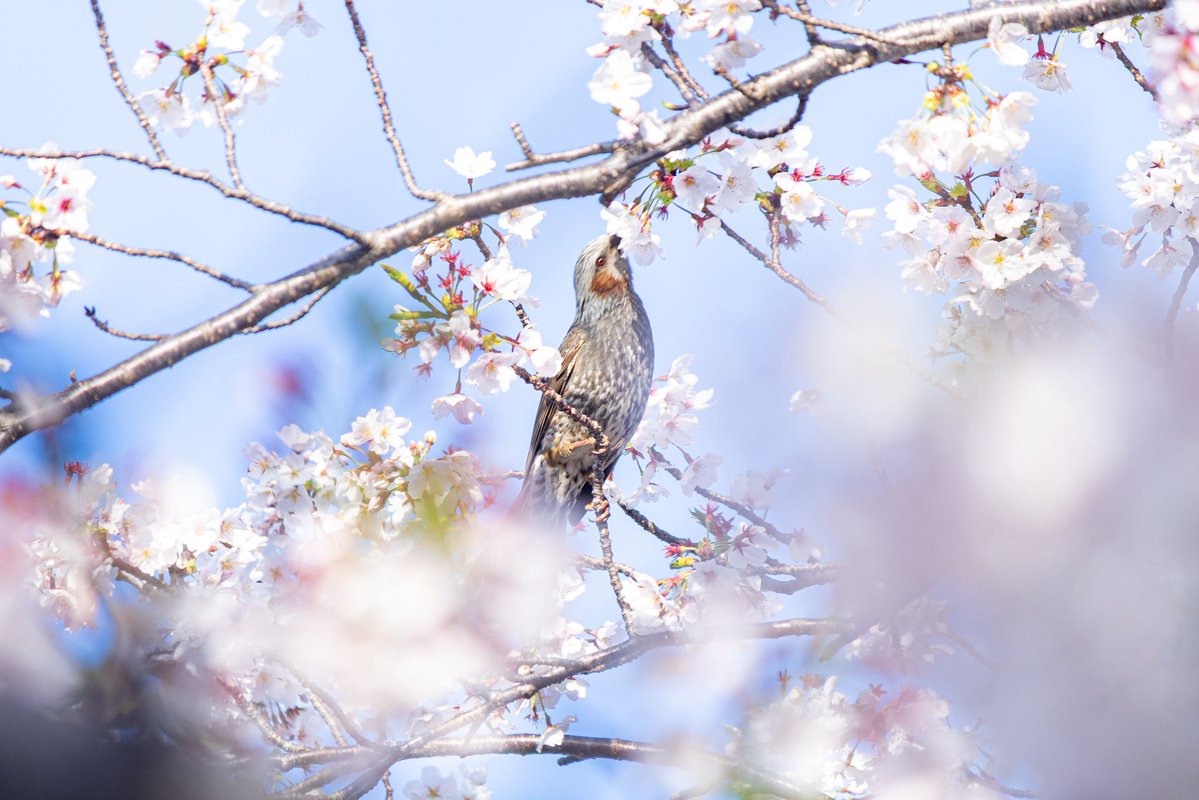 ｲﾂｷ tweet media