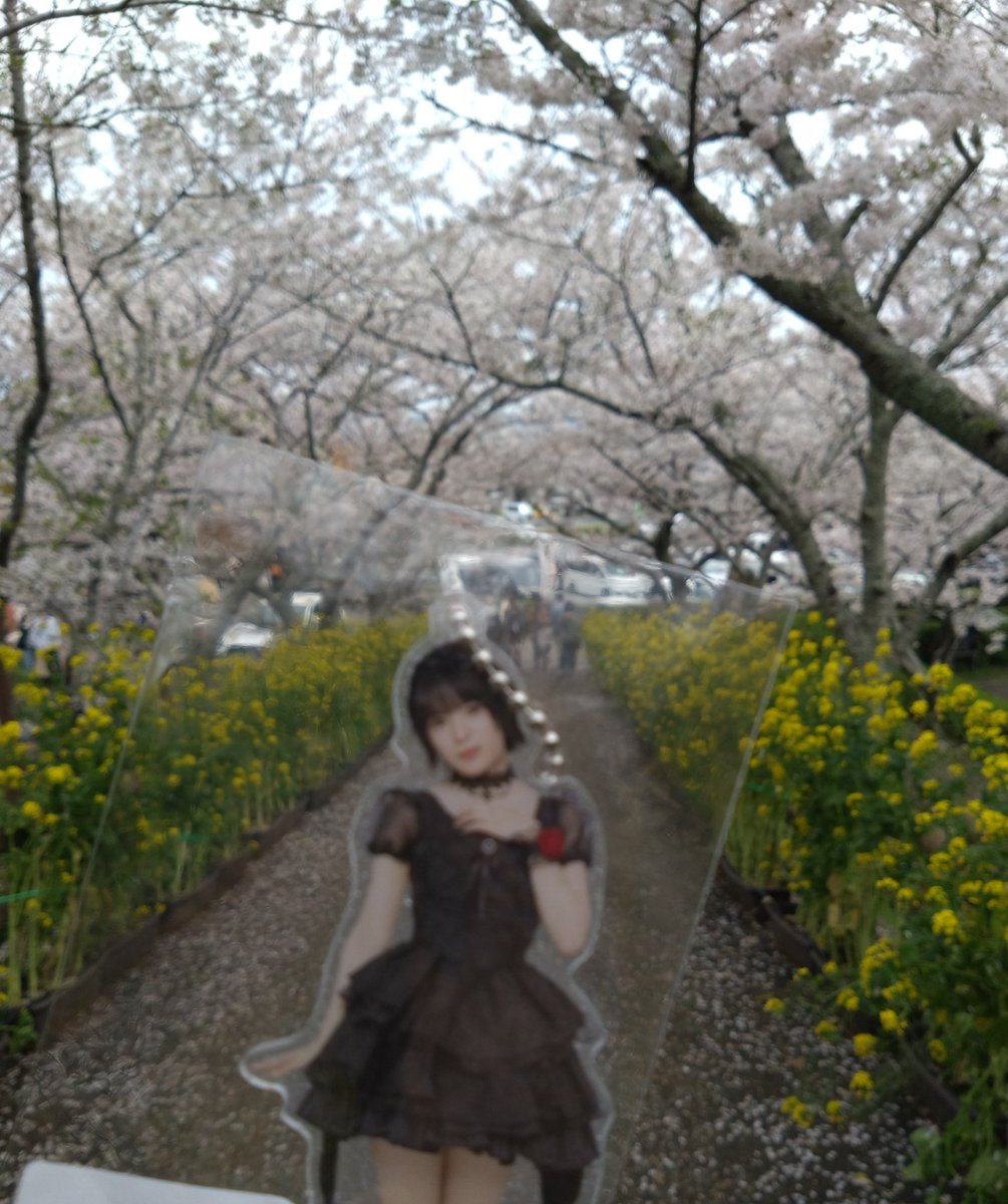 ちぃまーき（れらぴ系🦐梅☆🛑食べるの💛🍒） tweet media