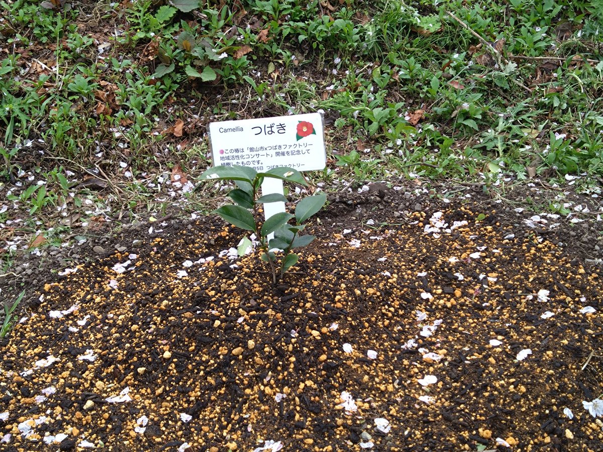 ちぃまーき（れらぴ系🦐梅☆🛑食べるの💛🍒） tweet media