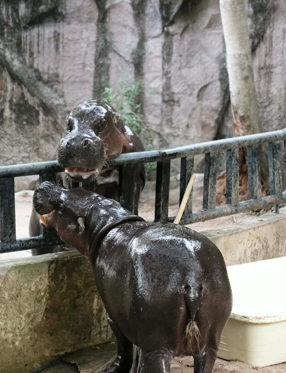 Khamoo.andthegang tweet media