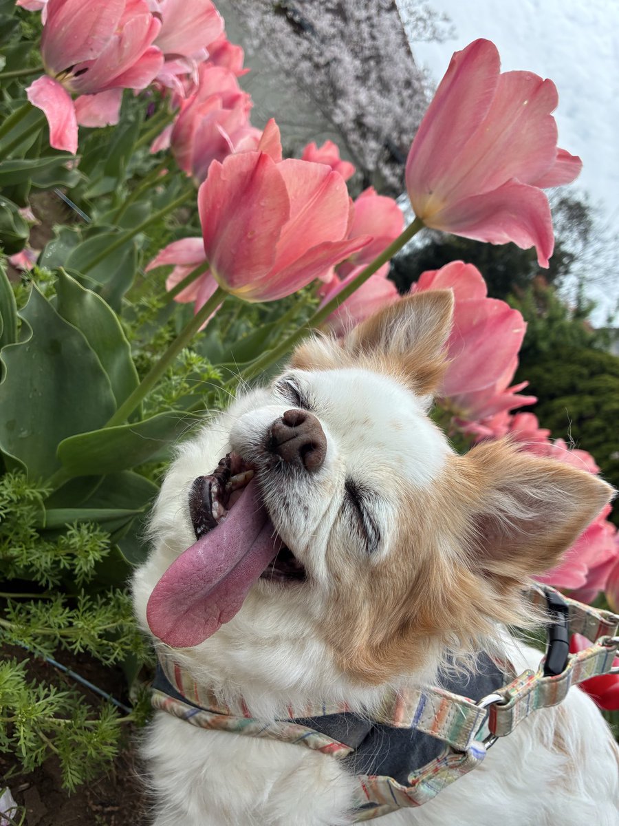 くる助 tweet media