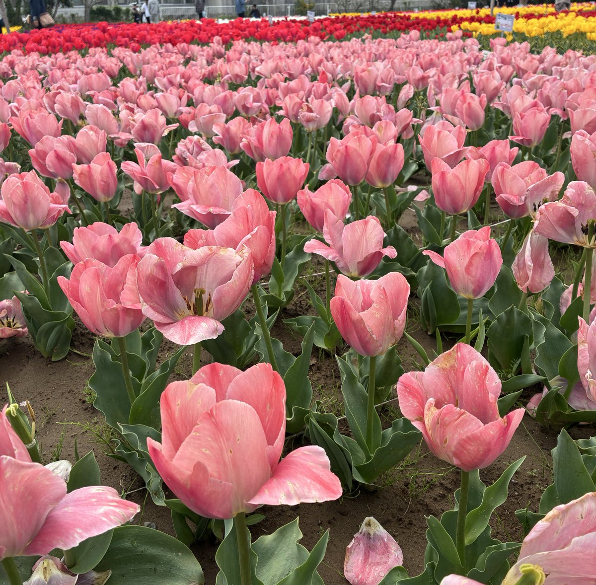 くる助 tweet media