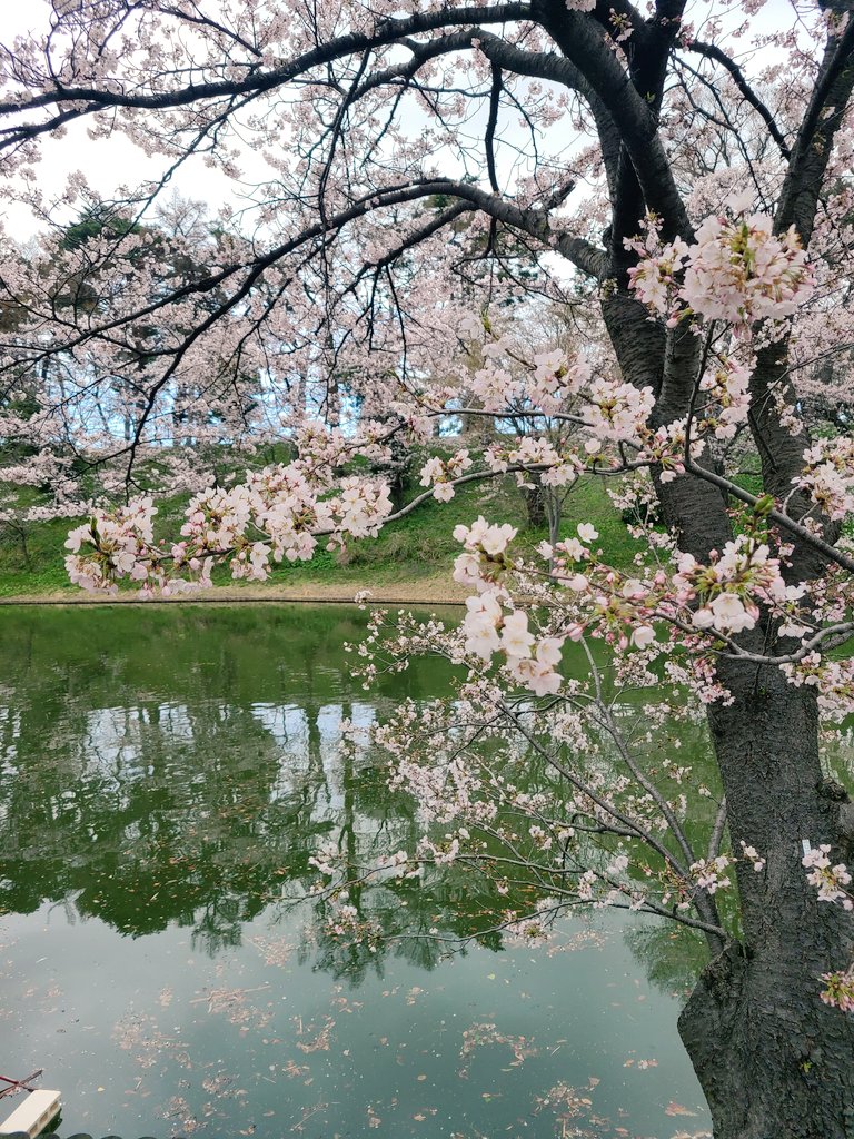 あさこりら tweet media