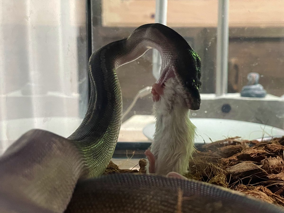 Dxxth Adder tweet media