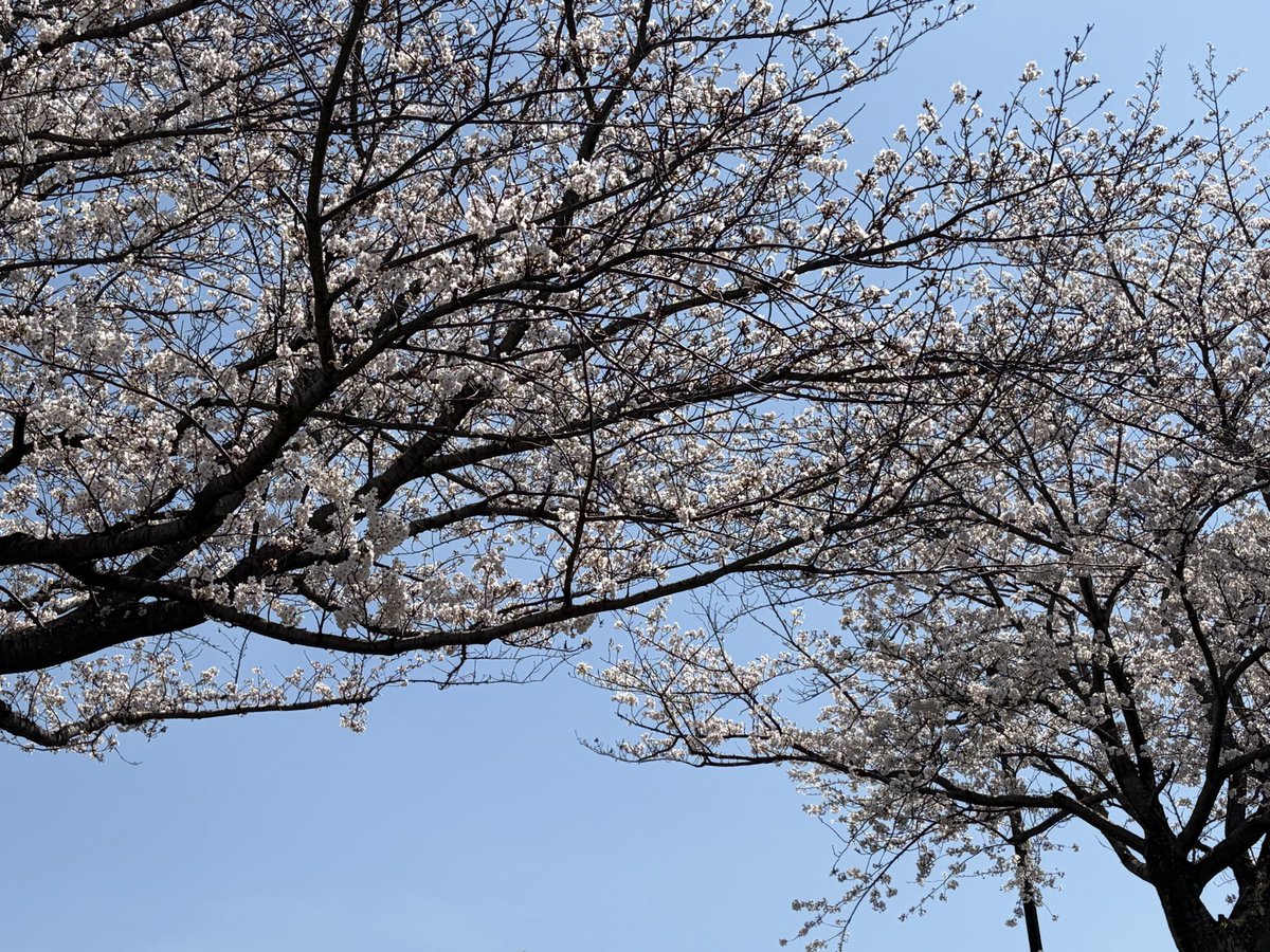 きよちゃん tweet media