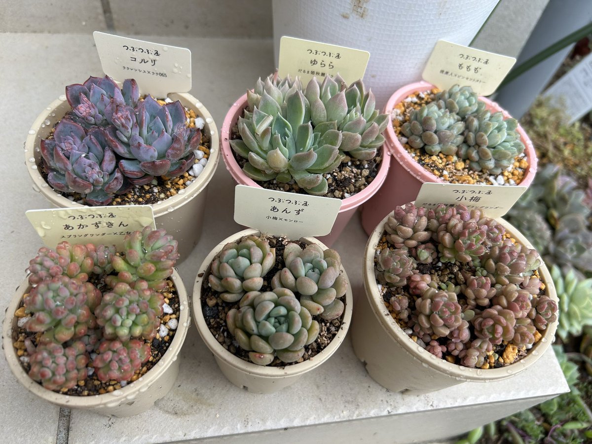 つぶつぶ屋
