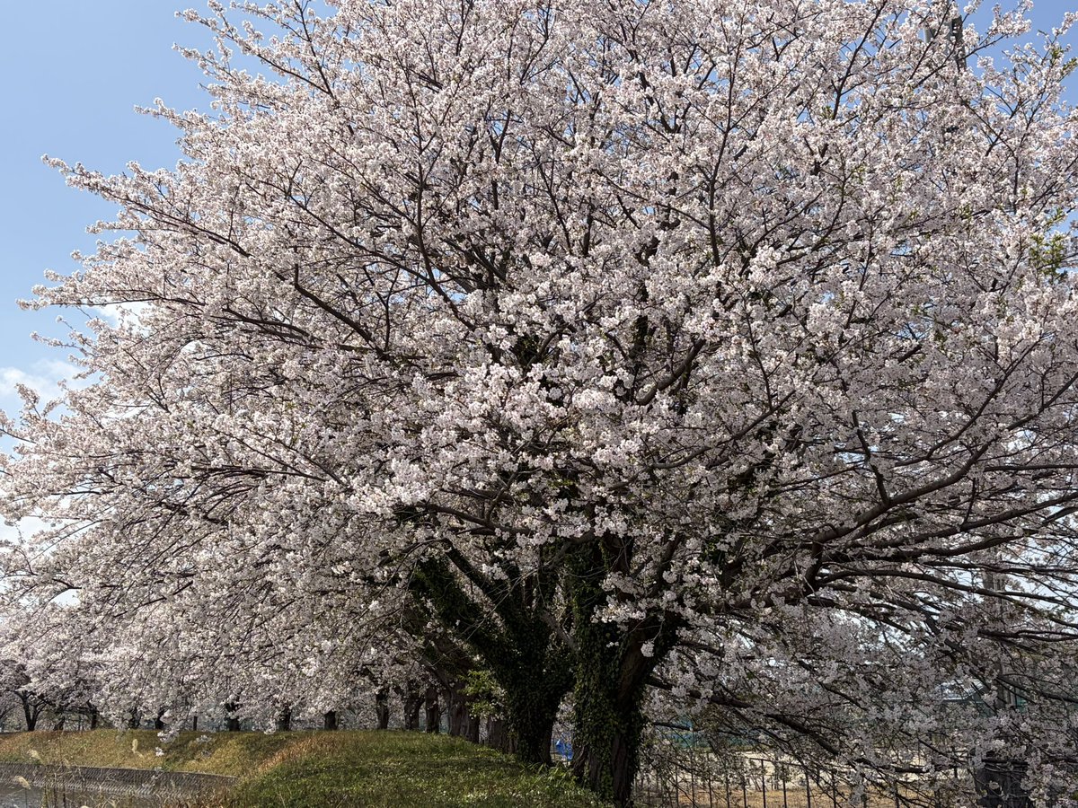 ナカジ(イグアナズ) tweet media