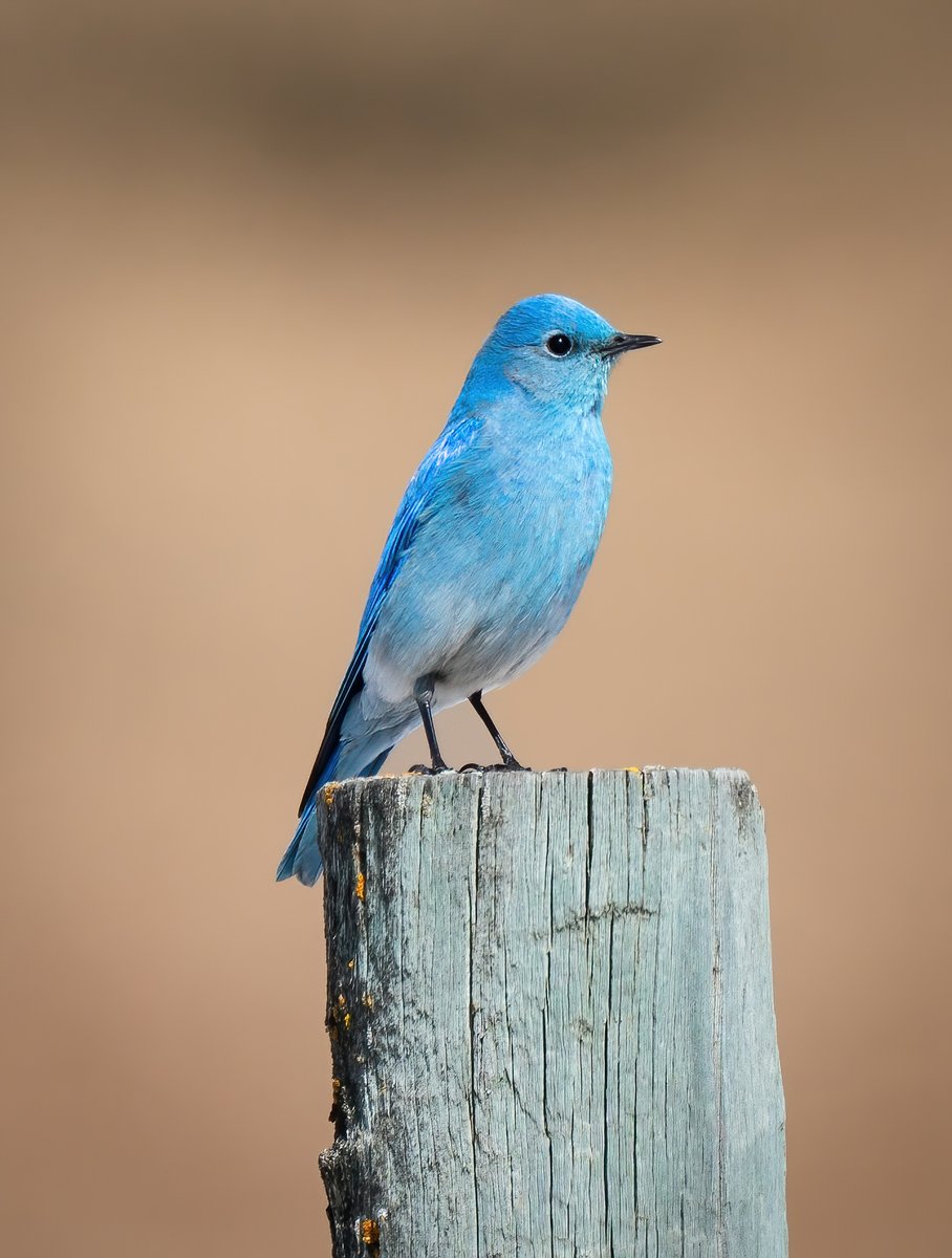 Kyle Brittain tweet media