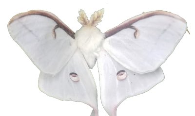 𝓇𝑜𝓈𝒾𝑒 tweet media