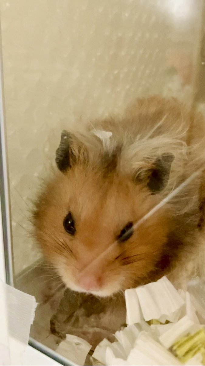 ささみ tweet media