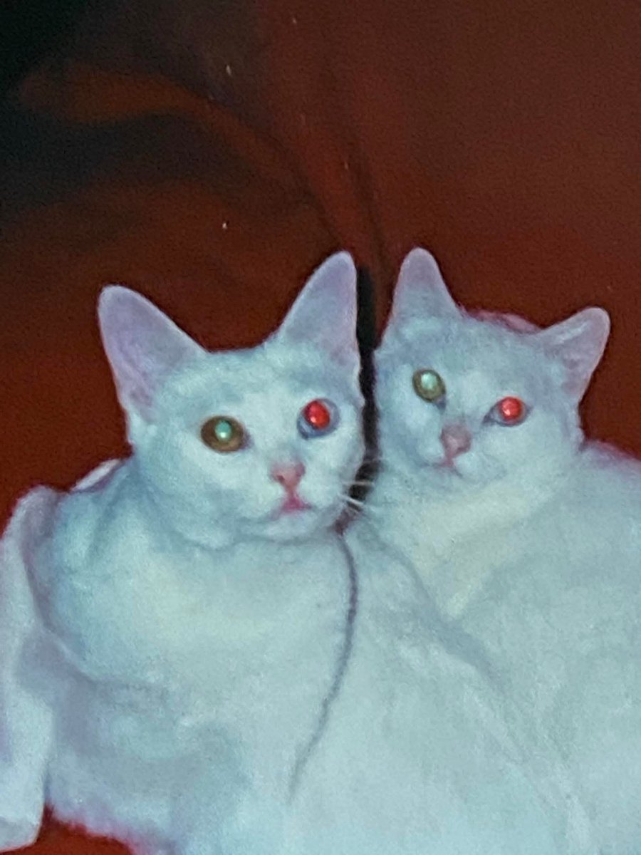 Foolishinglory's tweet photo. @lkkedicobanii My girl Snowball showed up at our door as a kitten because my dad was cooking fish with the door open. She was deaf and her fur was so white all we could see was her little pink mouth when she meowed silently. Her mother showed up shortly after wanting love https://t.co/EVrNgqxzkf