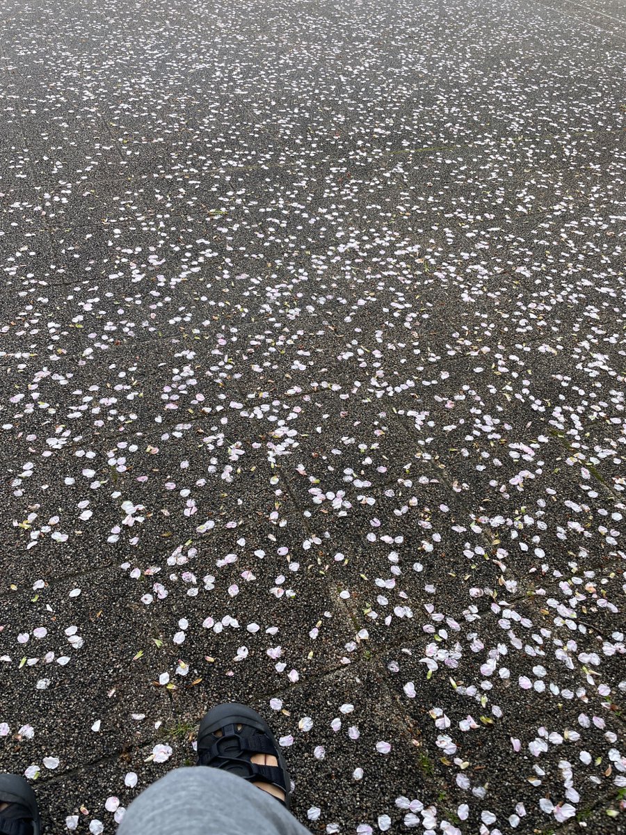 macchhaaaan's tweet image. 昨日の雨のせいかだいぶ散りました。
#花見 #Day7